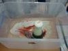 dsc03829-800_t1.jpg