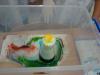 dsc03831-800_t1.jpg